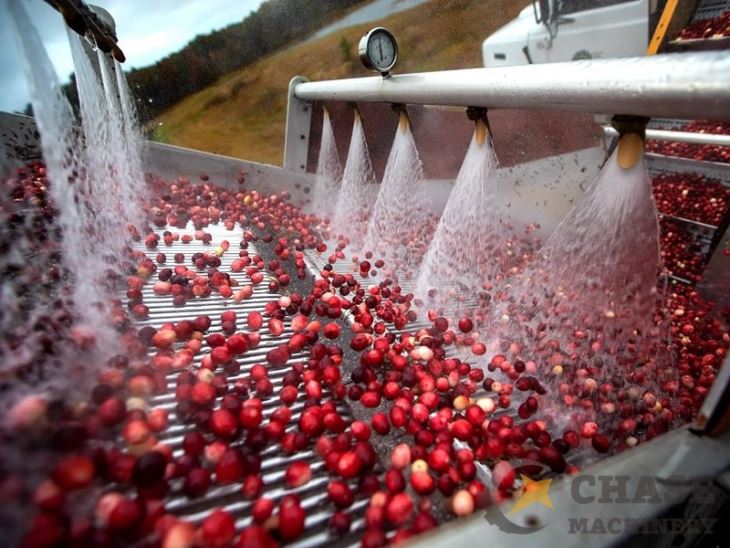 Plum Fruit Processing Plant