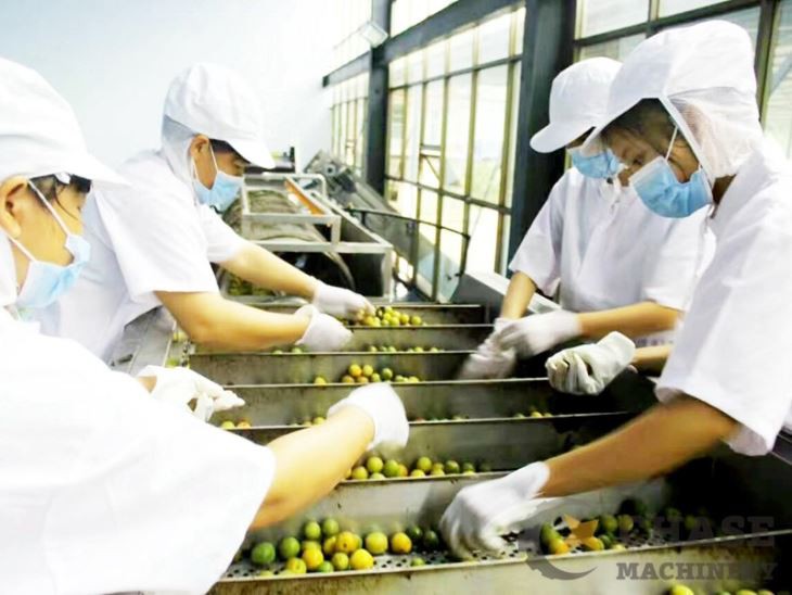 Kiwi Fruit Sorting  Machine