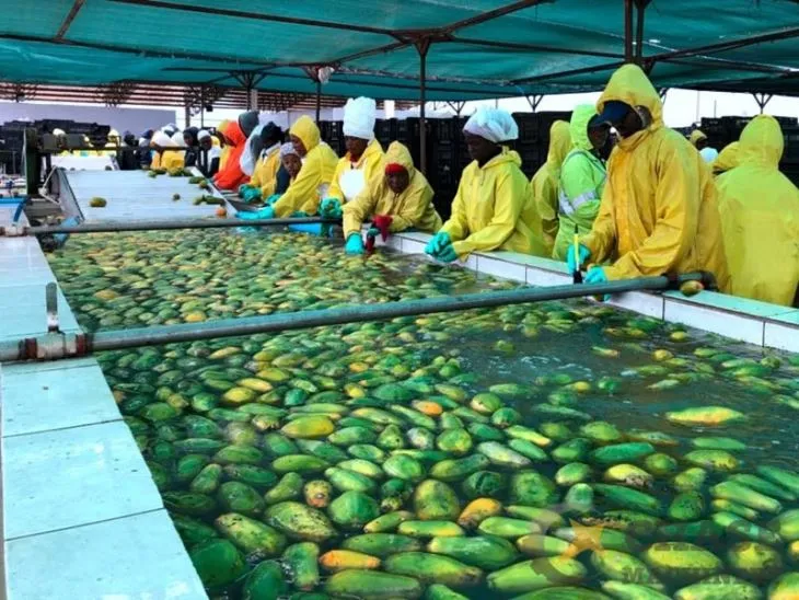 Papaya Fruit Washing